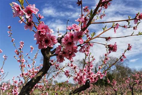 Growing Nectarine Trees: How to Plant and Care For This Marvelous Stone ...