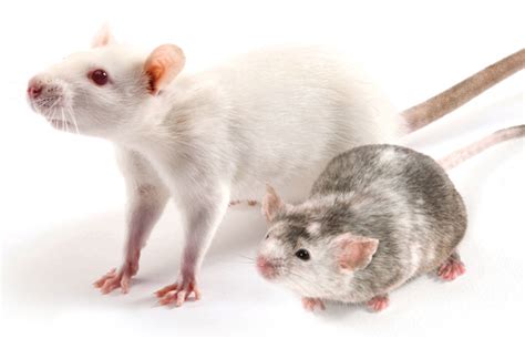 Économie Le Roi Lear hôpital animaux rat souris Présenter blanchisserie Auckland