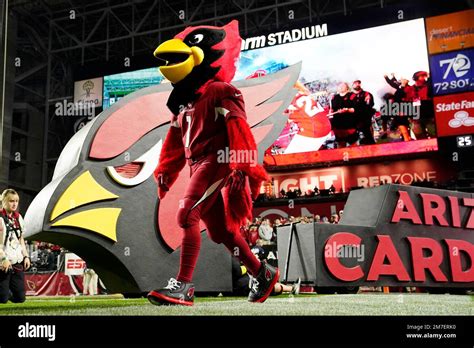 Arizona Cardinals mascot Big Red runs on the field prior to an NFL ...