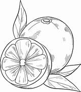 Oranges coloring Page  Free Printable Coloring Pages sketch template