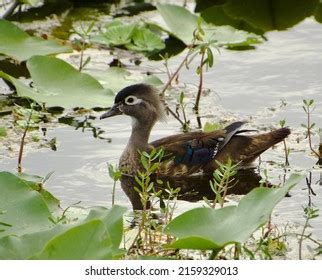 Female Wood Duck Swimming Among Greens Stock Photo 2159329013 | Shutterstock