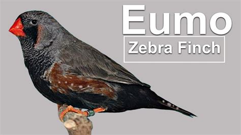 Zebra Finch Color Mutations Youtube