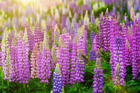 Lupine Flower (Lupinus): Types, How To Grow and Care | Florgeous