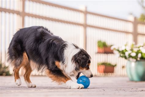 7 Best Treat Dispensing Dog Toys in 2022 | Review and Top Picks