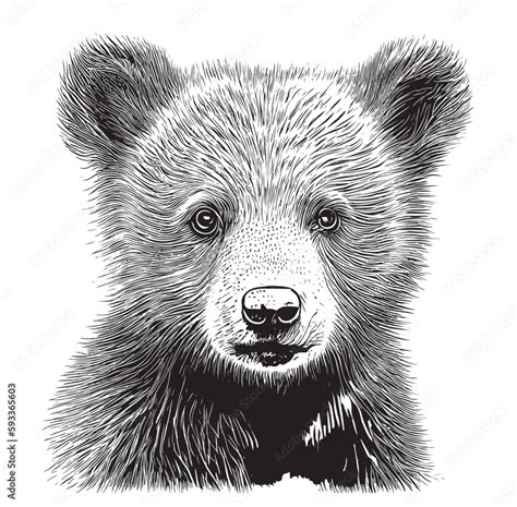 Bear Cub Outline Drawing