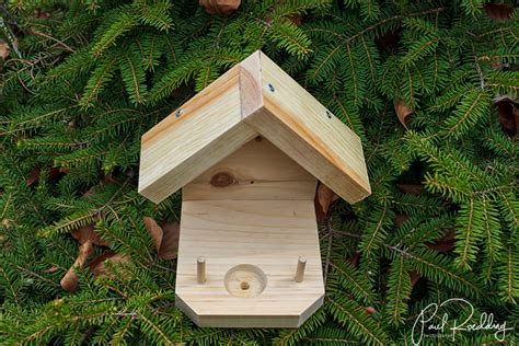 How to build a hummingbird nest - kobo building