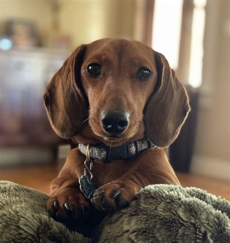 Gallery - Regal Red Dachshunds