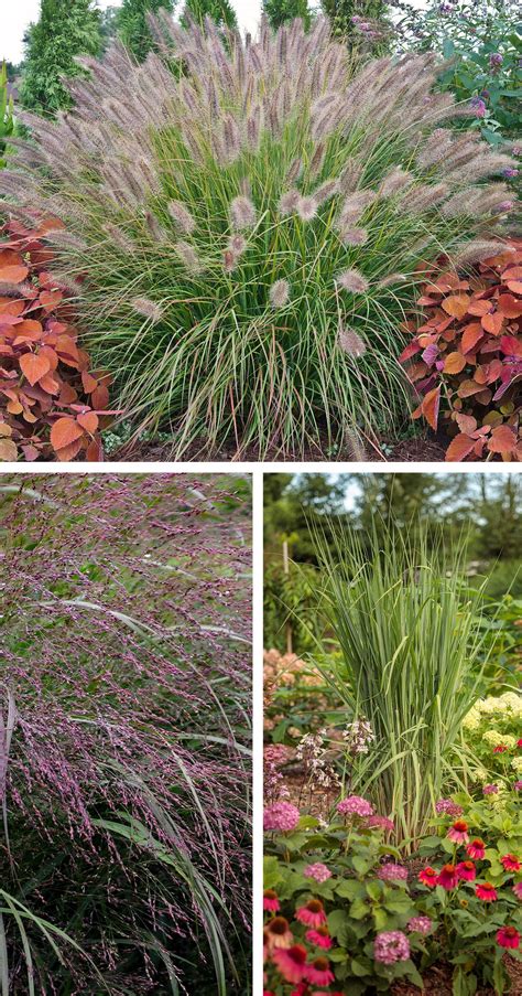 Deer Resistant Ornamental Grasses | Ornamental grass landscape, Deer resistant landscaping ...