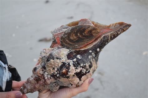 About My Favorite Shell... The Horse Conch - The Cactus Connection