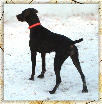 Solid Liver Female German Shorthaired Pointer ~ "Lottie"