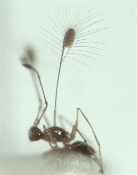 TIL Fairyfly's are the smallest insect in the world (.13mm). They can ...