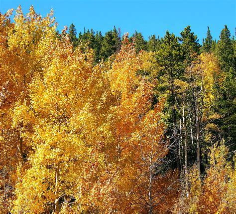 Fall Colors On The Colorado Aspen Trees Photograph by Amy McDaniel