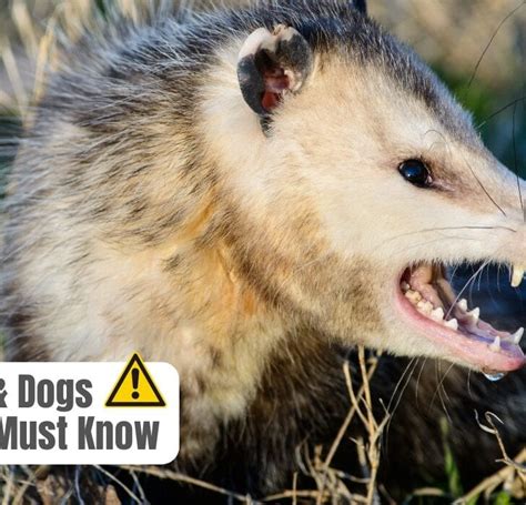 Are Possums Dangerous to Dogs? (Important Advice) – The Puppy Mag