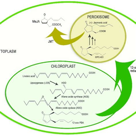 (PDF) Methyl Jasmonate: An Alternative for Improving the Quality and Health Properties of Fresh ...