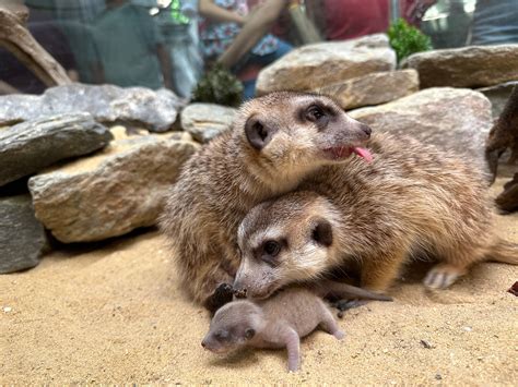 Meerkats Are Born at Smithsonian’s National Zoo and Conservation ...