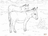 Two Donkeys coloring Page  Free Printable Coloring Pages sketch template