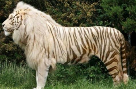 Liger(real) | Hybrid Animals