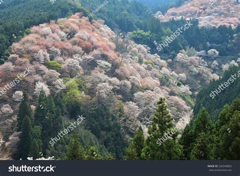 World Heritage Cherry Blossoms Yoshino Mountain Stock Photo 536340805 ...