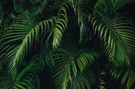 Jungle Leaves Wallpapers - Wallpaper Cave