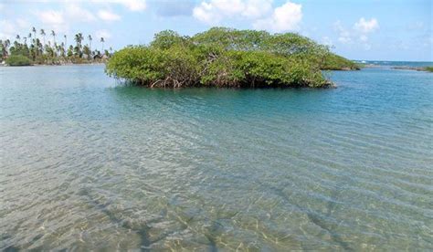 "TULARE" Nombre Científico: Schoenoplectus acutus | Biomas, Manglares, Ecosistemas