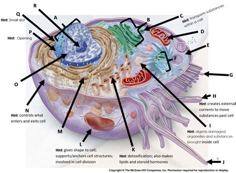 Cell Structure Diagram | Quizlet