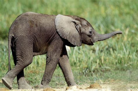 African Elephant Calf Photograph by Jean-Michel Labat - Fine Art America