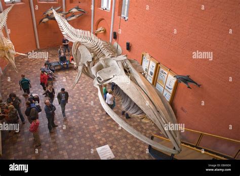 fin whale, common rorqual (Balaenoptera physalus), skeleton of fin ...