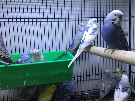 Budgies for Sale Melbourne | Many Colours | CALL 1300 MY BIRD