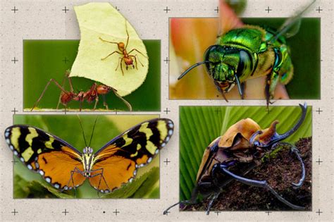 A Real Bug’s Life documentary shows how powerful tiny creatures are