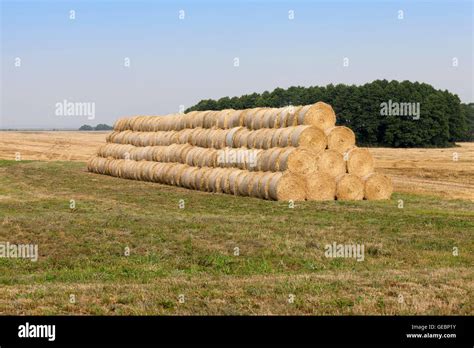 stack of wheat straw Stock Photo - Alamy