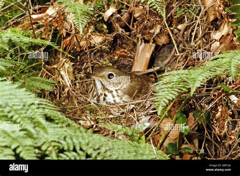 Hermit Thrush Incubating Eggs in Nest Stock Photo: 9200361 - Alamy