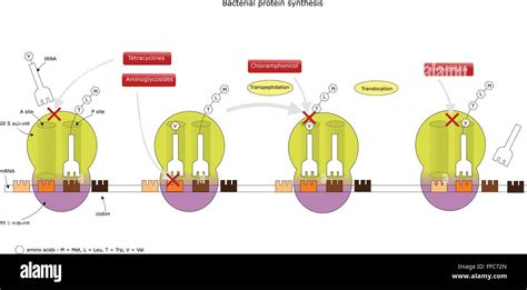 bacterial protein synthesis and mechanism of action of some Stock Vector Art & Illustration ...