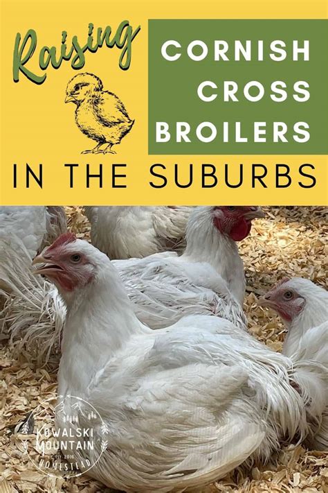 Successfully Raising Cornish Cross Broilers in the Suburbs » Kowalski Mountain