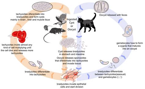 Life Cycle Of Toxoplasmosis