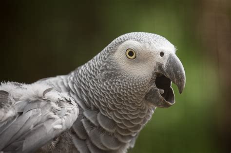 4K, African grey parrot, Parrots, Beak, Head, HD Wallpaper | Rare Gallery