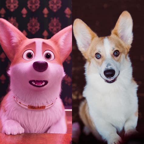 15 Funny Photos Of Corgis That Will Make You Smile | PetPress