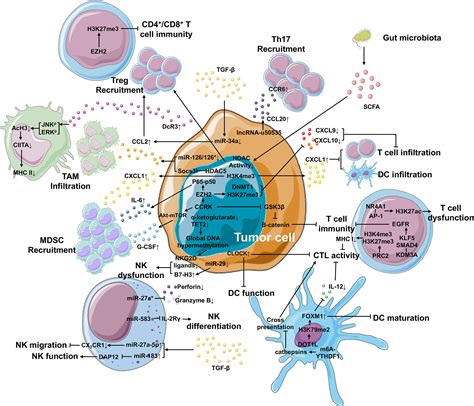 Frontiers | Role of Epigenetic Regulation in Plasticity of Tumor Immune ...