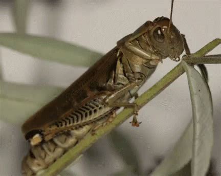 Cleaning Grasshopper - Grasshopper GIF - Grasshopper CleaningGrasshopper Clean - Discover ...