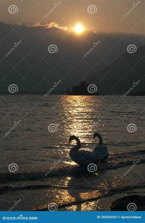 Swans at the sunset stock photo. Image of graceful, grace - 26592020