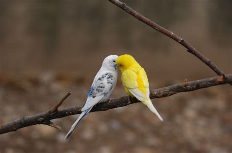 parakeet, Budgie, Parrot, Bird, Tropical, 28 Wallpapers HD / Desktop and Mobile Backgrounds