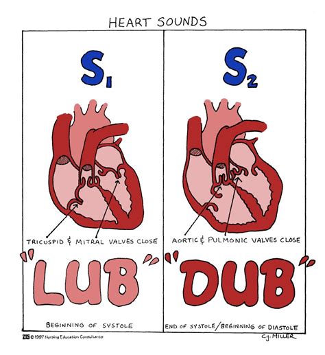 Heart Valve: Heart Valve Closing