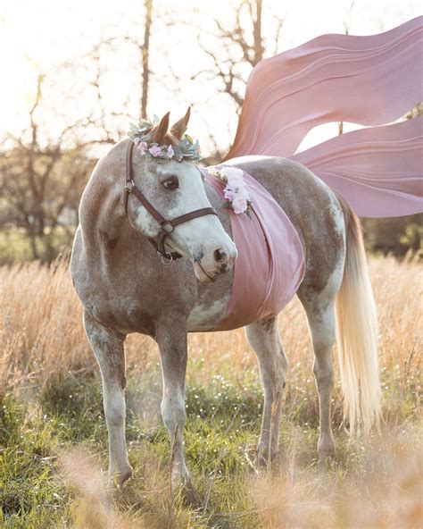 Equine Photography - Horse Maternity Shoot in 2022 | Equine photography ...