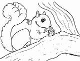 Free Printable Squirrel Coloring Pages For Kids  Animal Place sketch template