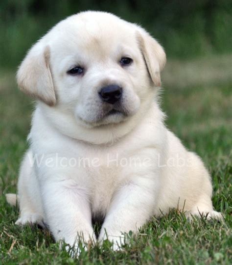 Yellow Lab Puppy from www.welcomehomelabs.com | Cute dogs and puppies, Baby dogs, Cute baby animals