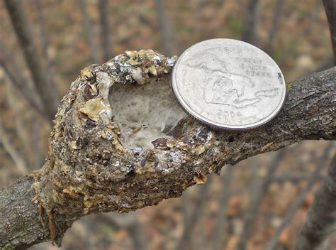 For Some Birds, Constructing a Nest Could Be a Stretch | Chicago ...