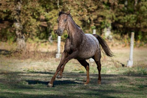 20 Gorgeous Images Of Appaloosa Horses To Make Your Day