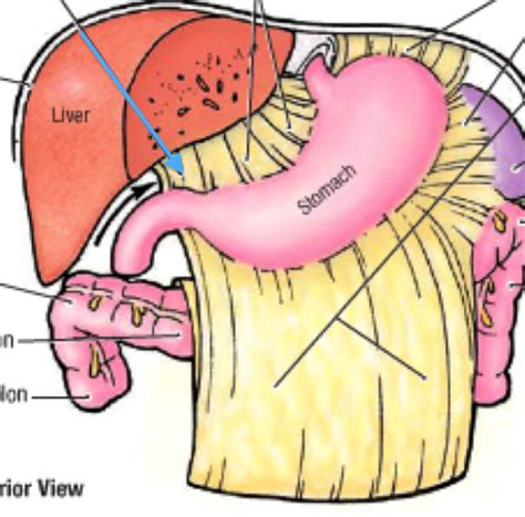 Hepatoduodenal Ligament Cadaver