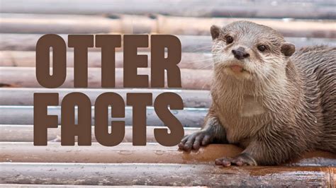 River Otter Facts For Kids | Kids Matttroy