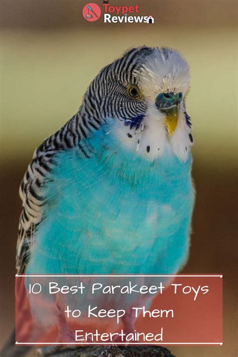 10 Best Parakeet Toys to Keep Them Entertained | Parakeet toys ...