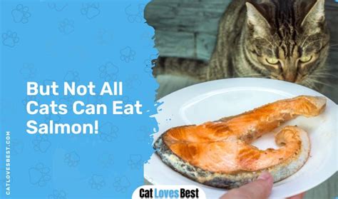 Can Cats Eat Salmon? Read Before You Feed